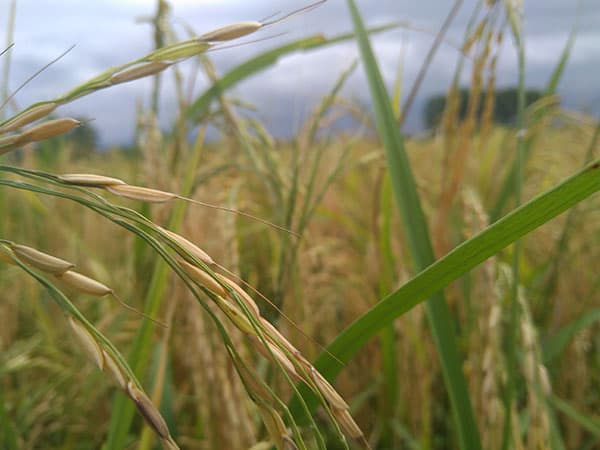 Rice plants growing in a farm field